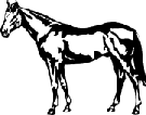 halter horse